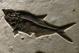 Stunning Green River Fossil Fish Mural with Multiple Species #382728-2